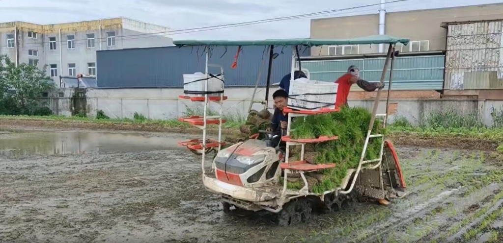 江蘇靖江雷沃小8行雜交水稻作業(yè)中，效果效率都相當好